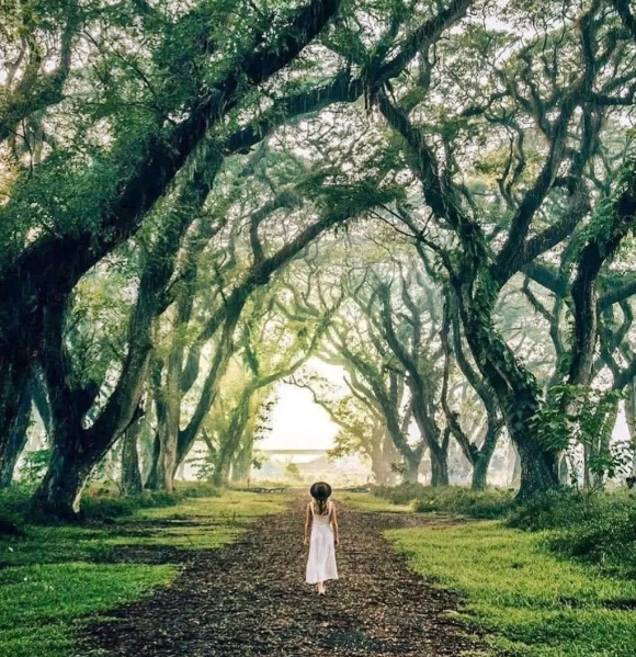 Open Trip Banyuwangi Kawah Ijen dan Djawatan Yuk Banyuwangi